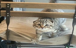 Scottish Fold cats for sale: Scottish fold male in Bedworth - Image 7