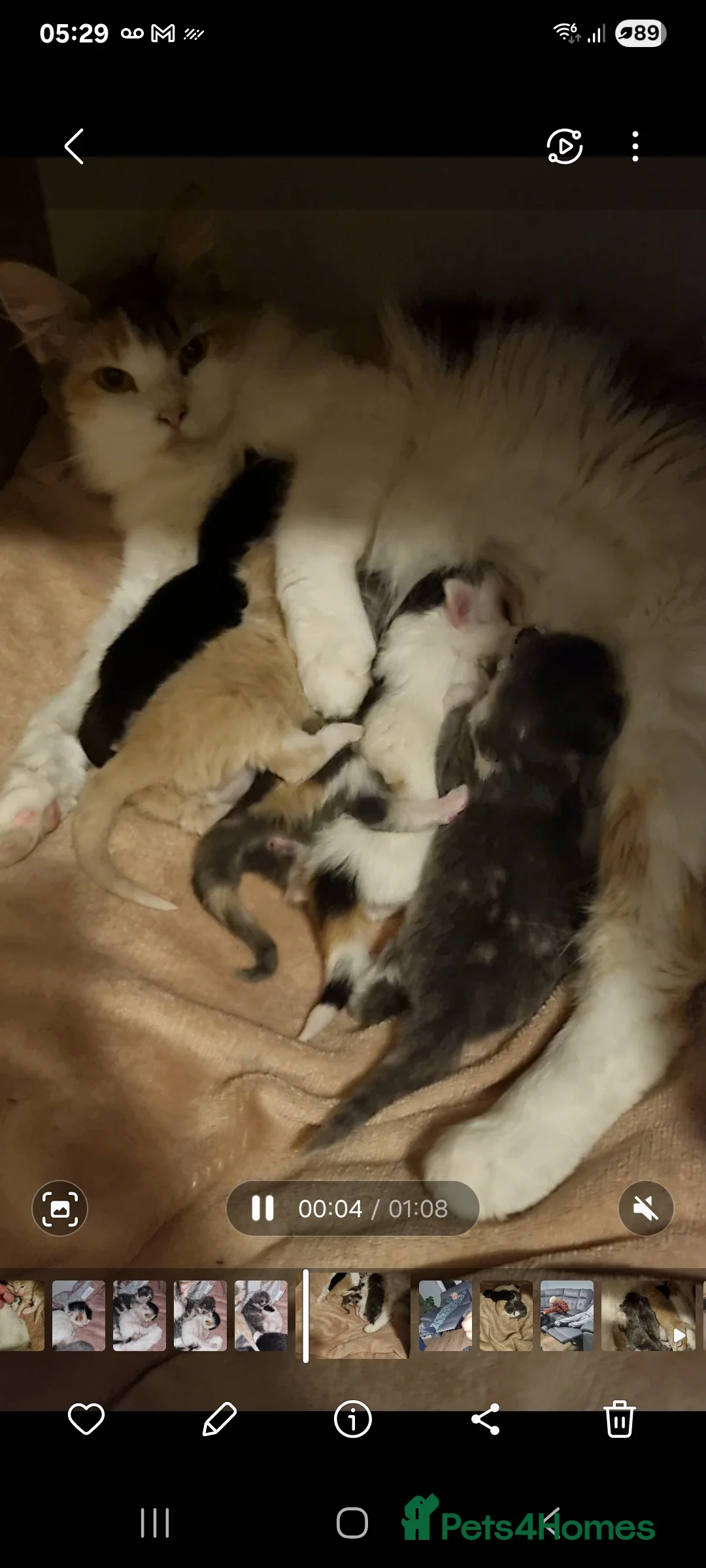 Mixed Breed cats for sale: Fluffy little girls - Advert 10