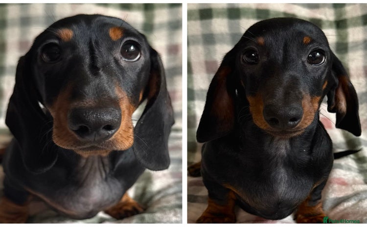 Miniature Dachshund dogs - Advert 36