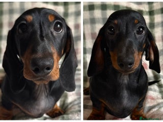 Miniature Dachshund dogs - Advert 31