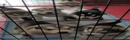 Alaskan Malamute dogs for sale: Pedigree Alaskan malamute puppies  in Sheffield - Advert 6