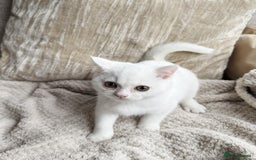 British Shorthair cats for sale: Adorable playful pure BSH kitten  - Image 1