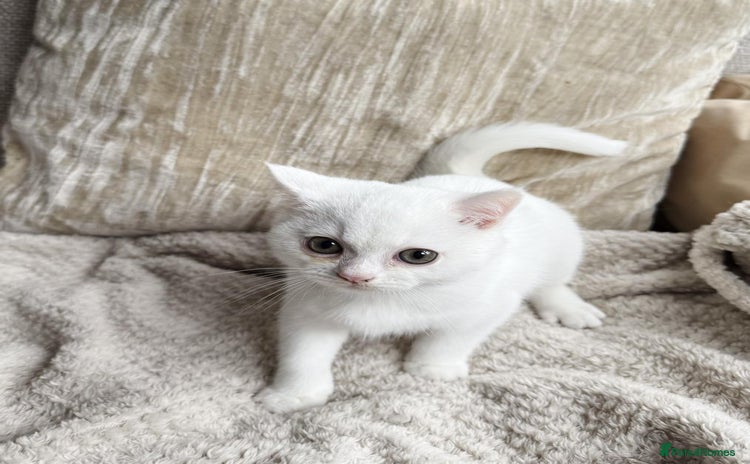 British Shorthair cats - Advert 8