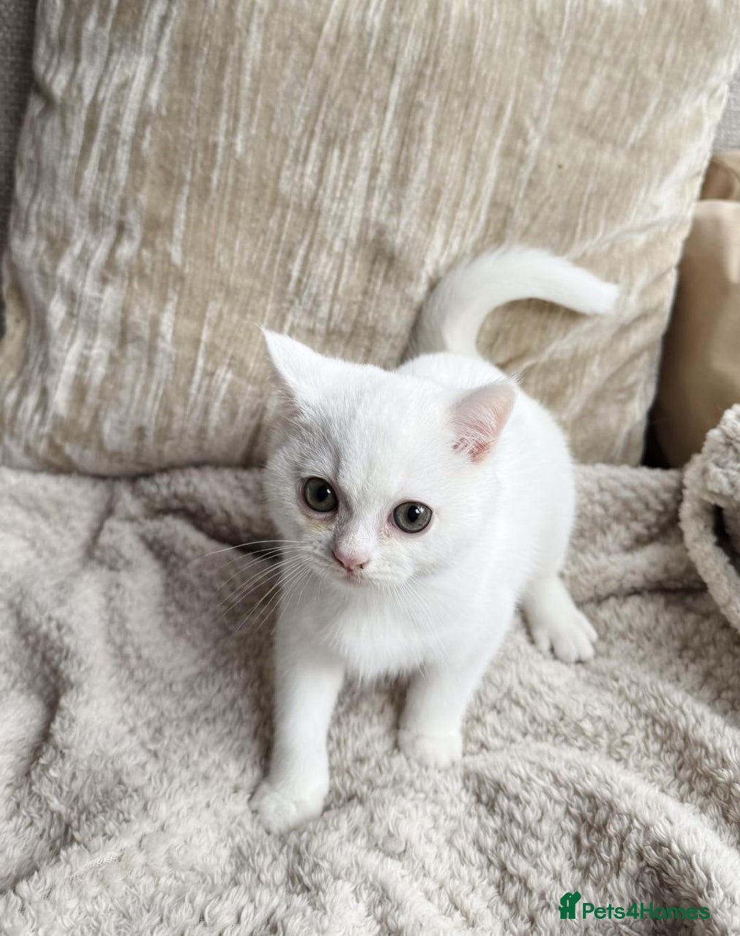 British Shorthair cats for sale: Adorable playful pure BSH kitten  - Image 1