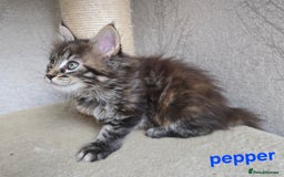 Maine Coon cats for sale: Maine Coon Kittens Tortie/Torbie Russian lines - Image 22