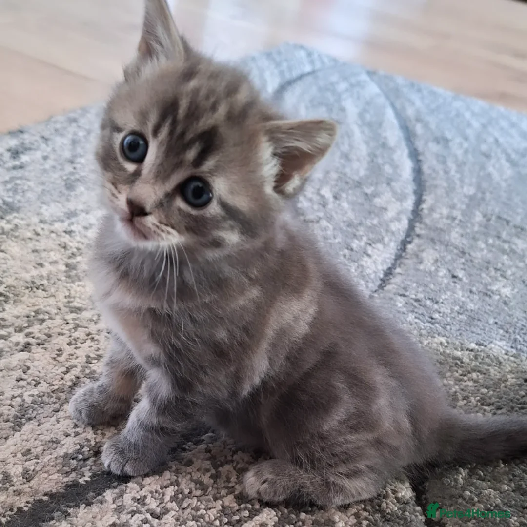Mixed Breed cats for sale: Little girl looking for her new home - Advert 2