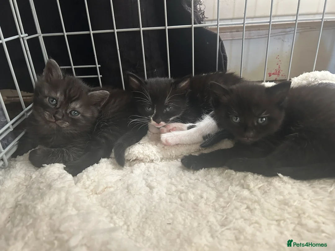 Mixed Breed cats for sale: 3 beautiful kittens. - Advert 5