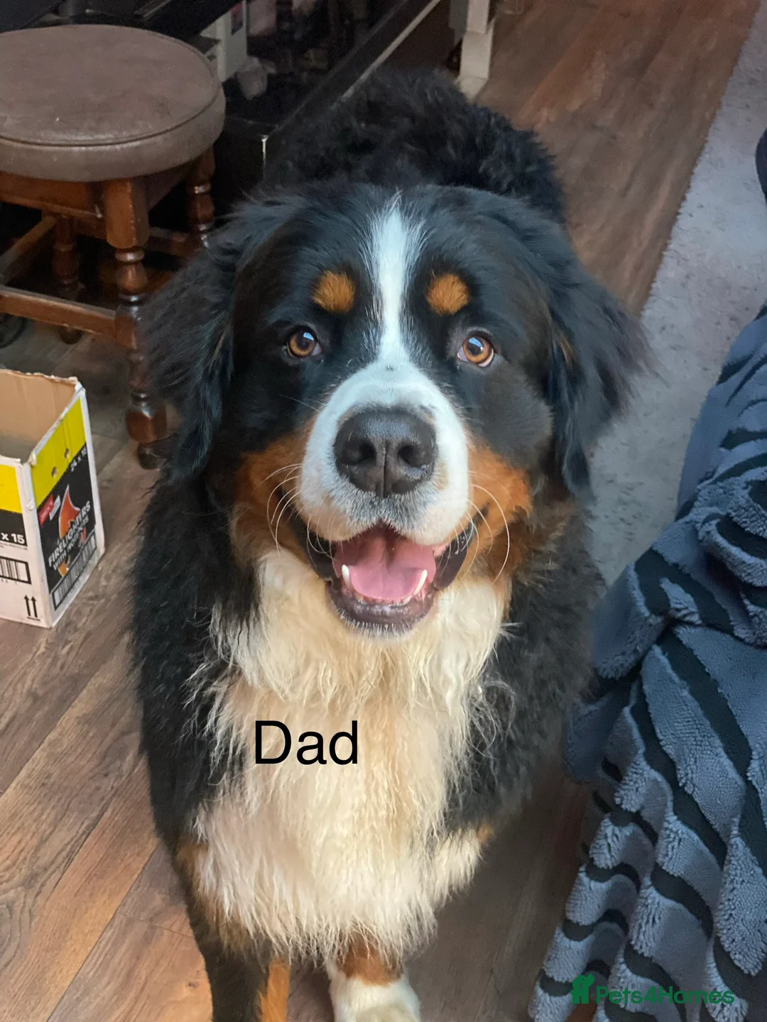 Bernese Mountain Dog dogs for sale: Bernese Mountain Dog Puppies in Ilkeston - Advert 9