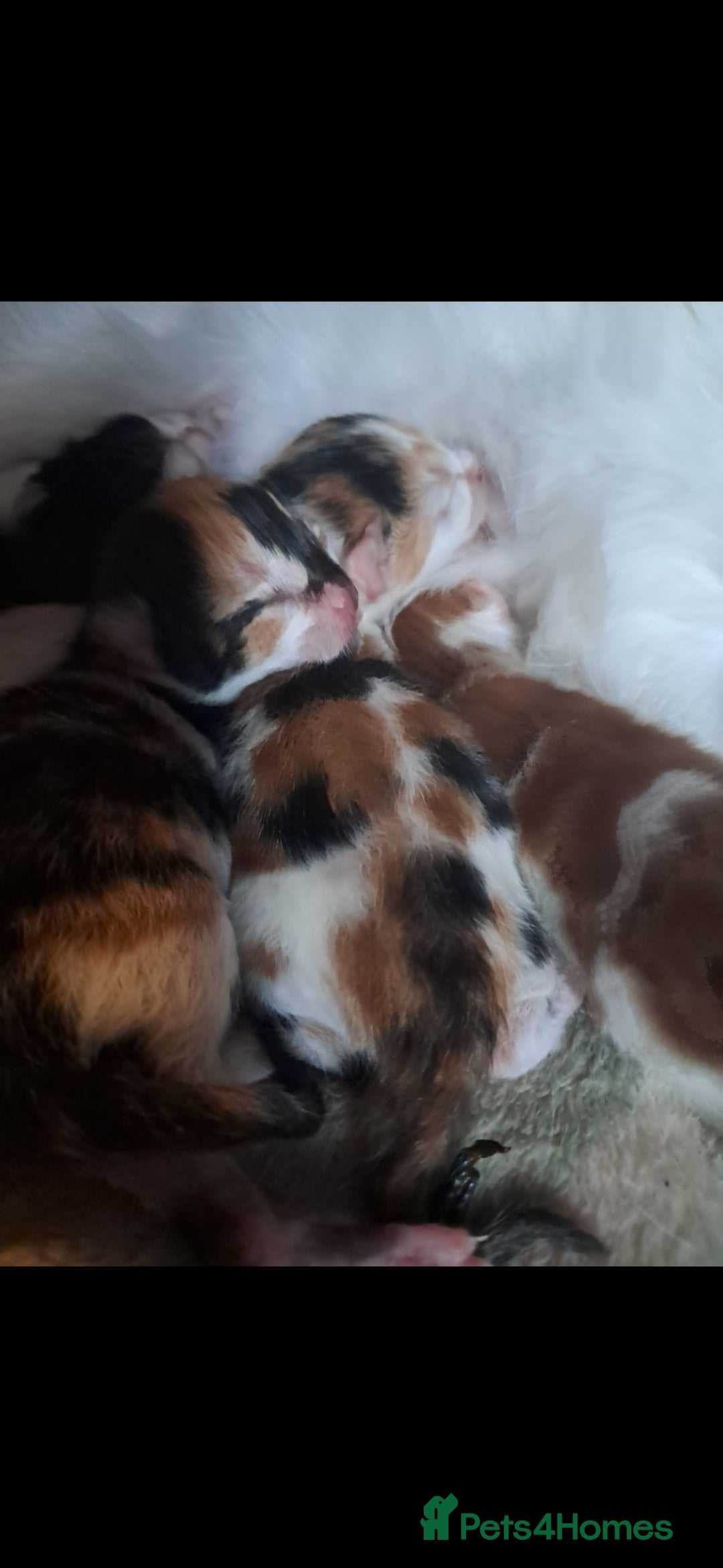 Mixed Breed cats for sale: 1 beautiful female kitten left - Image 11