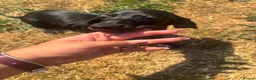 Miniature Dachshund dogs for sale: Miniature dachshund puppies  - Advert 7