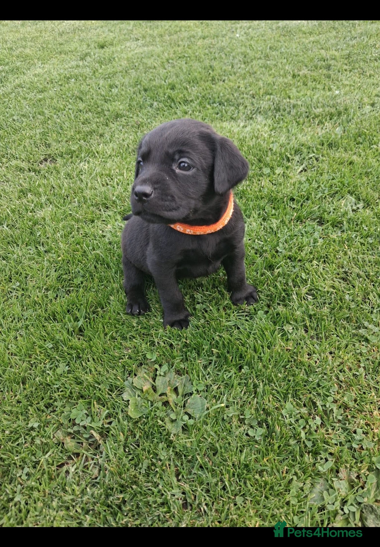 Labrador Retriever dogs LABRADOR PUPS. KC REG & COUNCIL LICENSED. 0%ROI - Advert 1