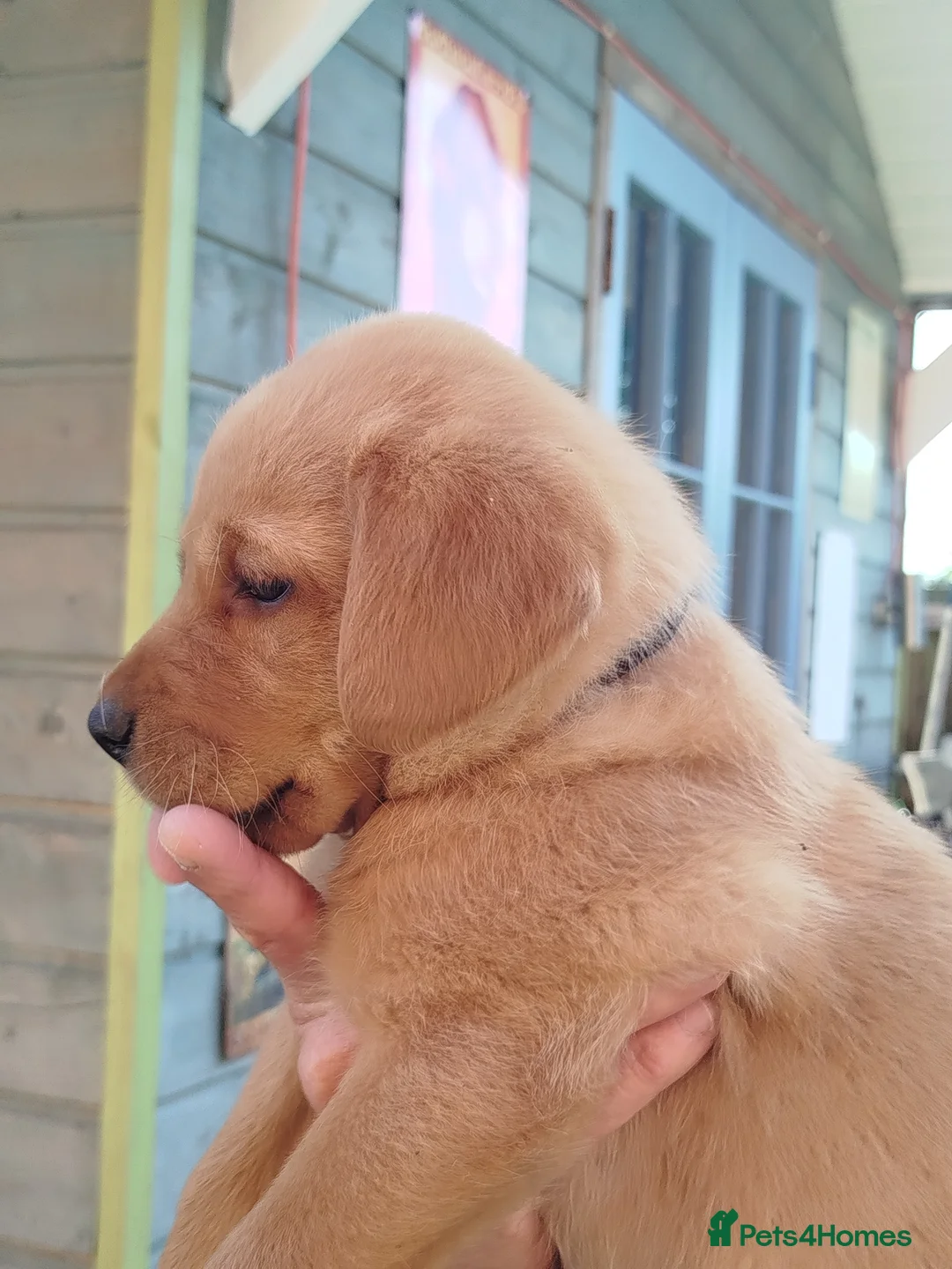 Labrador Retriever dogs for sale: Labrador puppies  - Advert 1