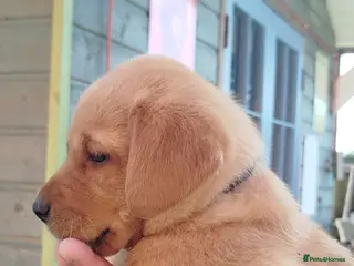Labrador Retriever dogs Labrador puppies - Advert 13