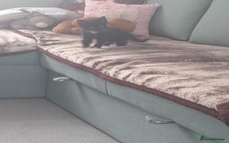 Mixed Breed cats for sale: Mixed breed Tabbies  - Image 7
