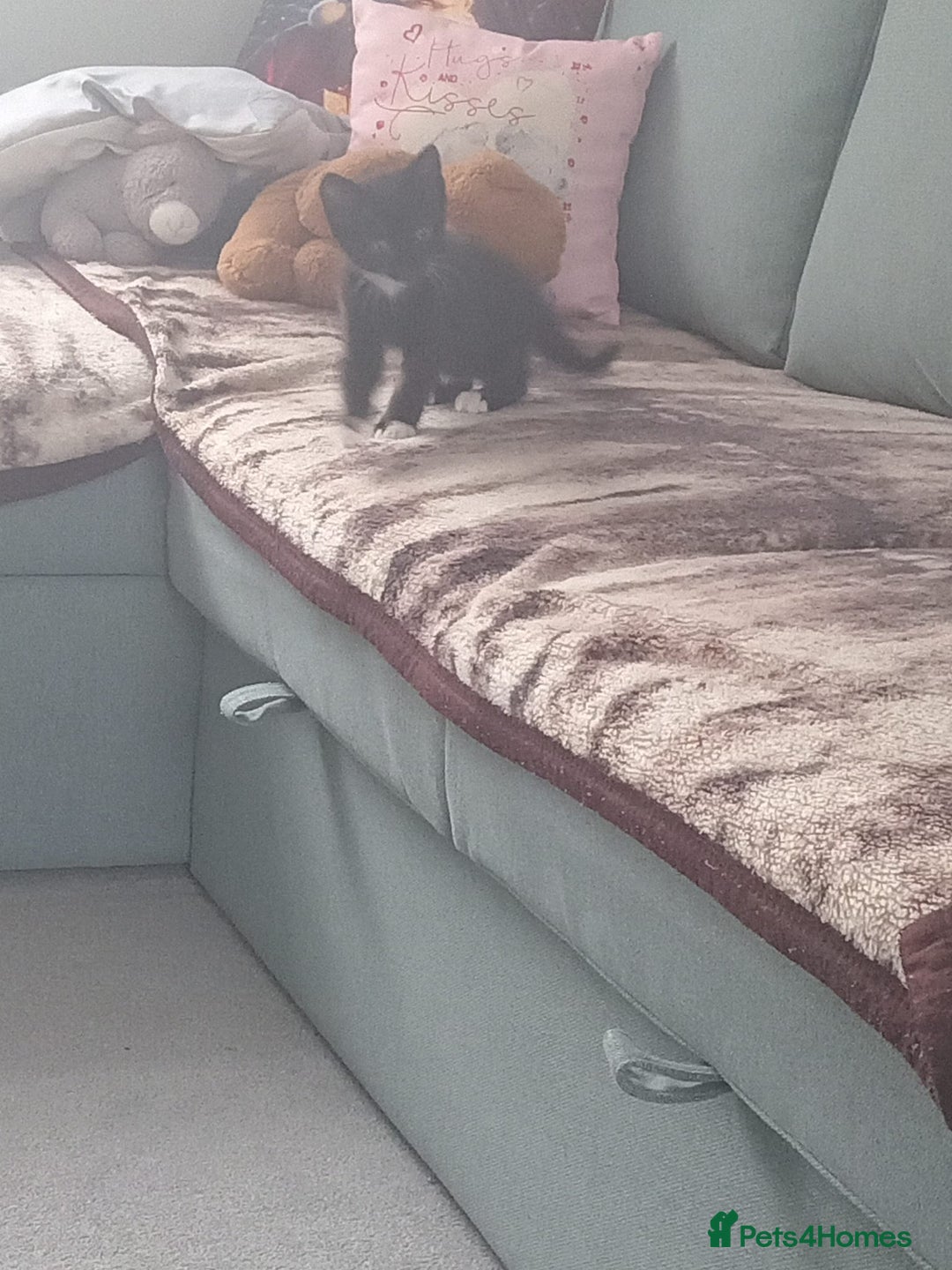 Mixed Breed cats for sale: Mixed breed Tabbies  - Image 7