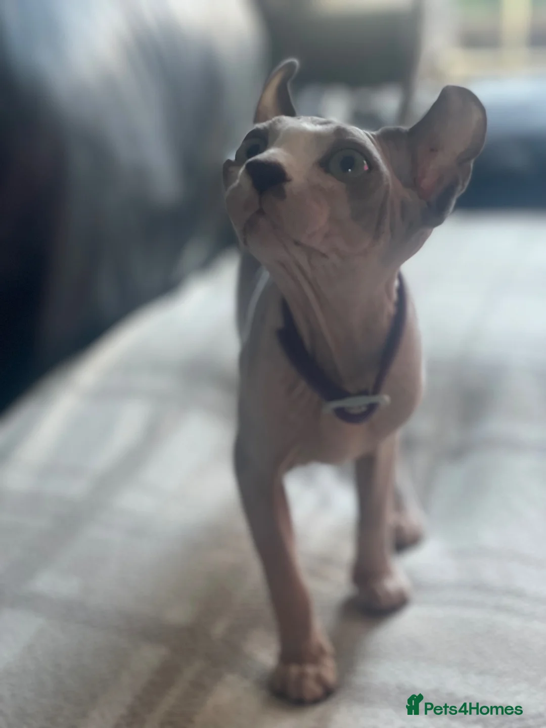 Sphynx cats for sale: Last beautiful sphynx  - Advert 8