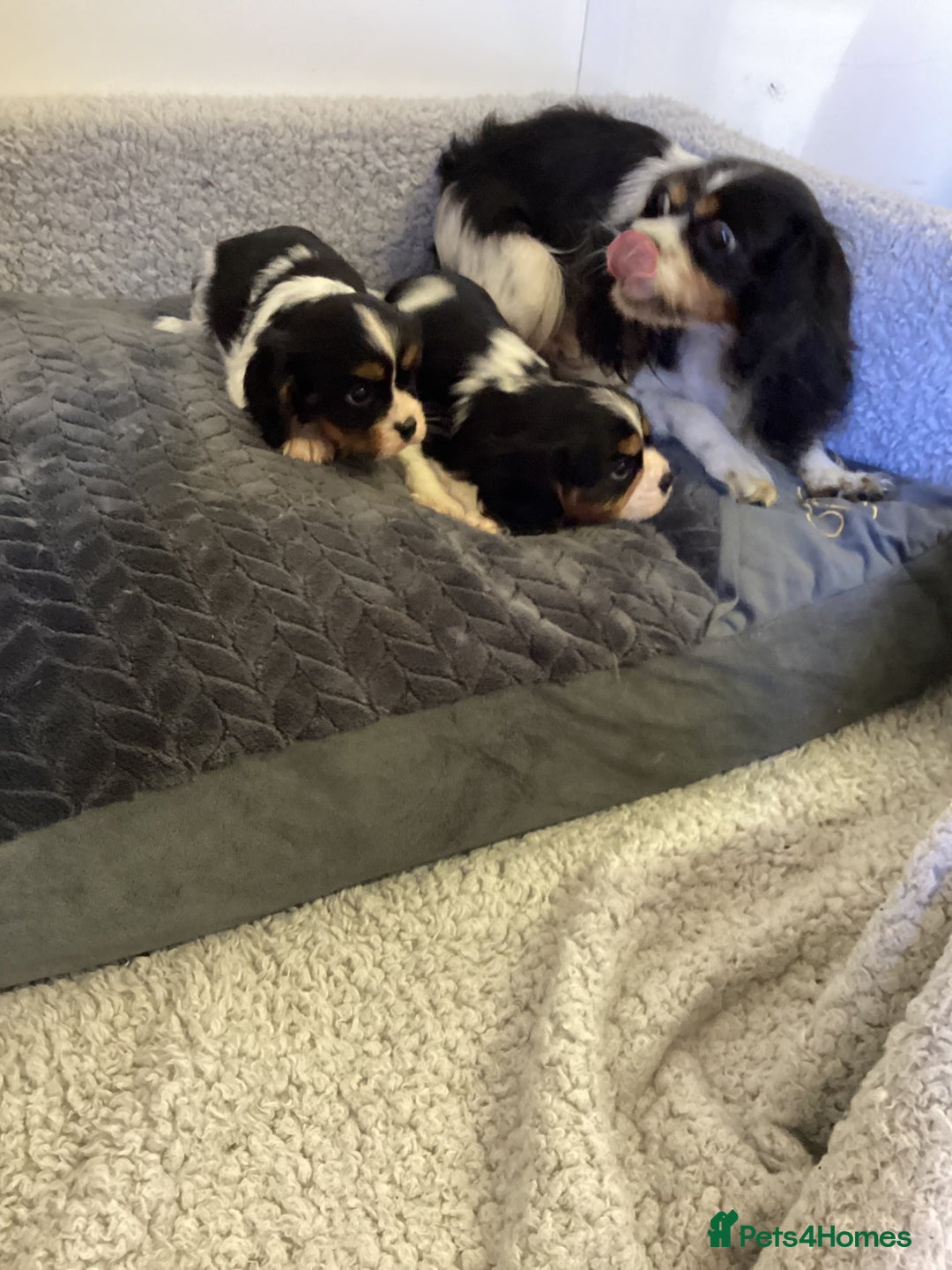 Cavalier King Charles Spaniel dogs for sale: Cavalier King Charles puppies  - Image 11