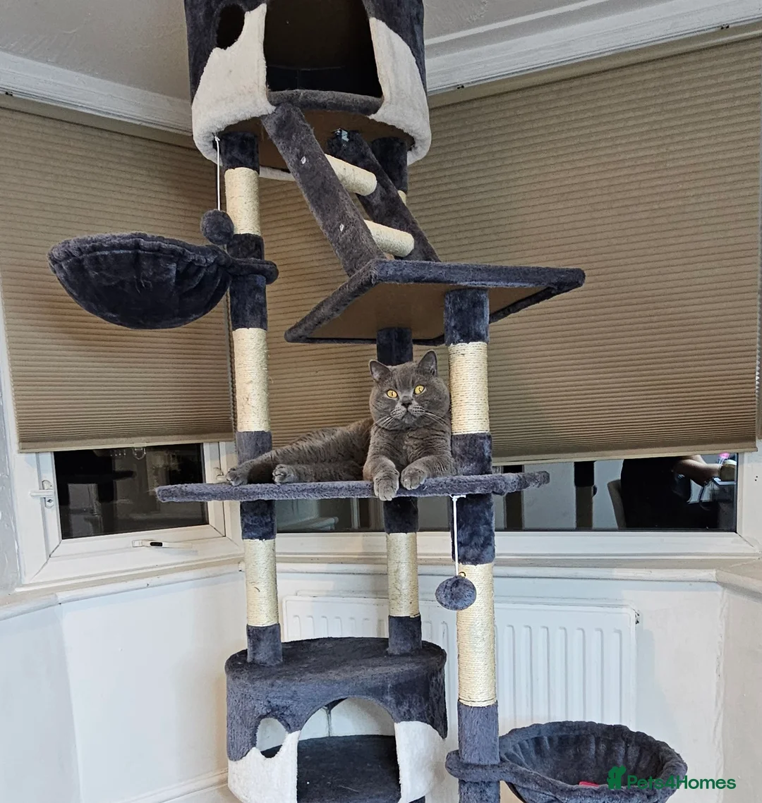 British Shorthair cats for stud: Perfect British Shorthair Stud in Leeds - Advert 3