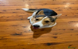 Welsh Corgi Pembroke dogs for sale: cute corgi puppy ready to meet new family  - Image 4