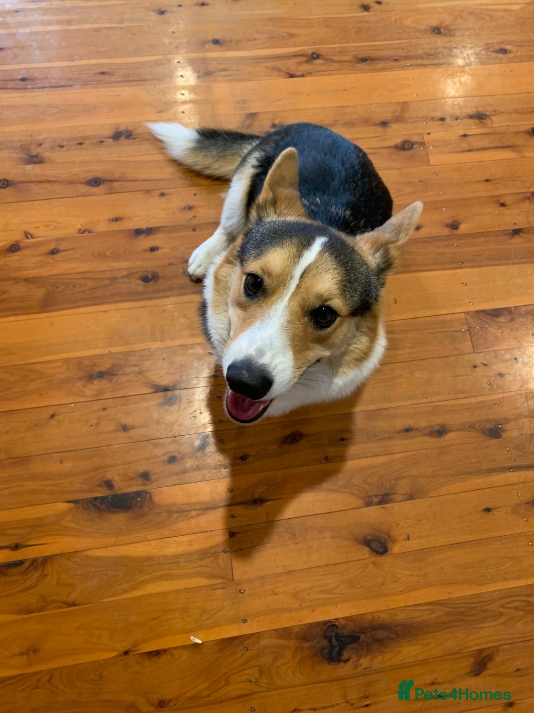 Welsh Corgi Pembroke dogs for sale: cute corgi puppy ready to meet new family  - Image 4