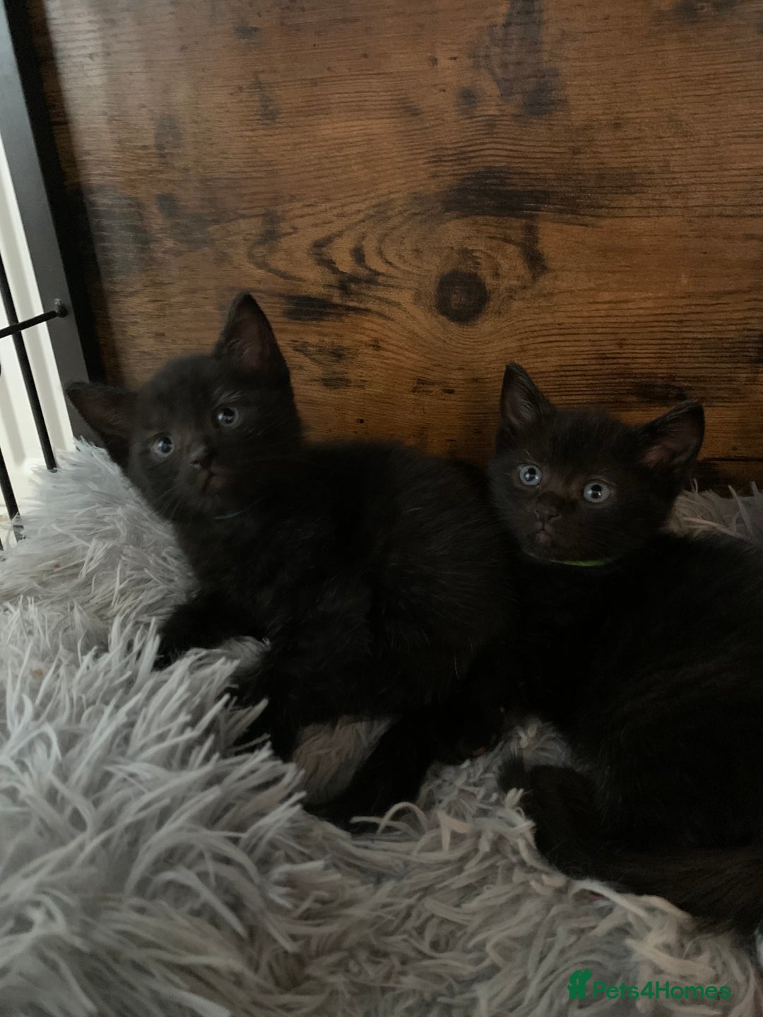 Russian Blue cats for sale: Beautiful Russian Blue x kittens READY NOW - Image 5