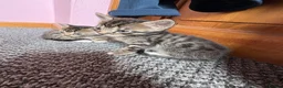 Bengal cats for sale: Half bengal kittens  in Spalding - Advert 6