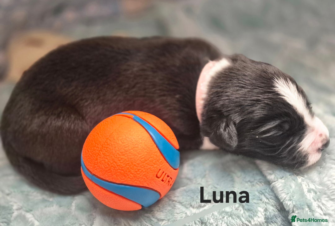 Border Collie dogs for sale: Border Collie pups - Image 19
