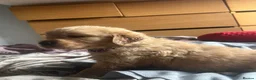 Golden Retriever dogs for sale: 🐾 Golden Retriever Puppies – Raised with Love 🐾 - Advert 13