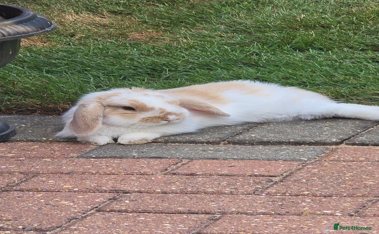 French Lop rabbits in Peterborough - Advert 1