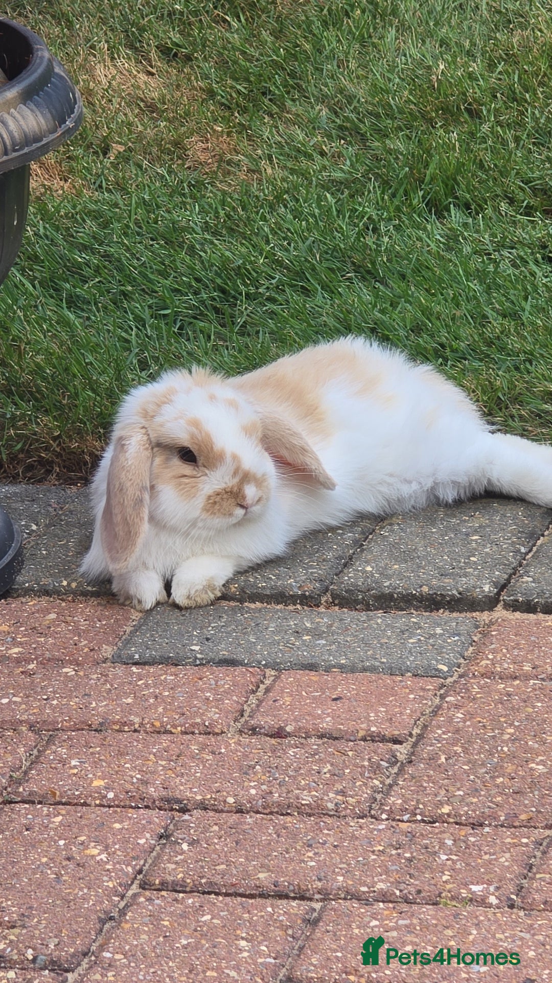 French Lop rabbits for sale: Adorable, friendly, cute lop looking for new home in Peterborough - Image 2