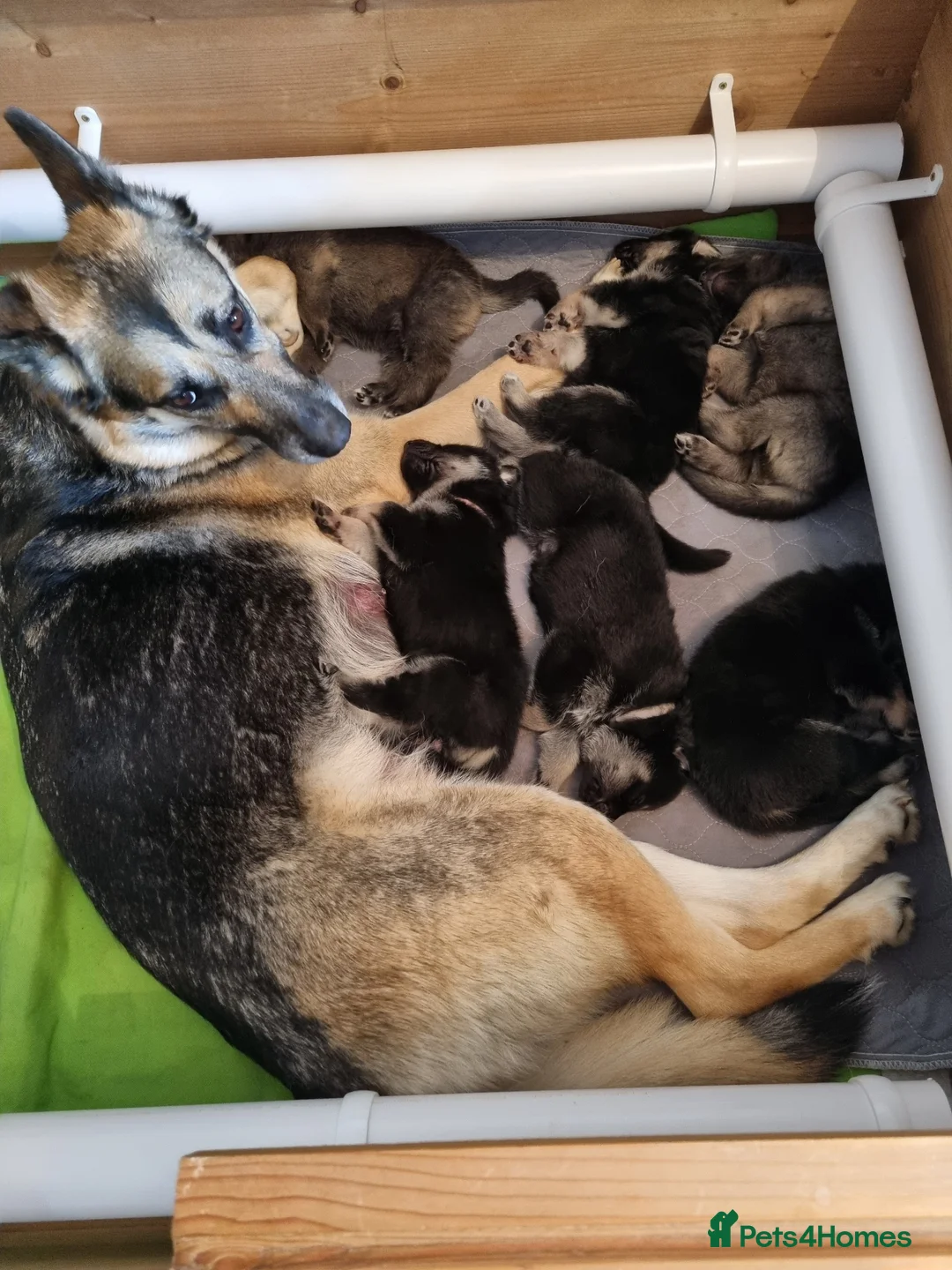 German Shepherd dogs for sale: German Shepherd Puppies  - Advert 1