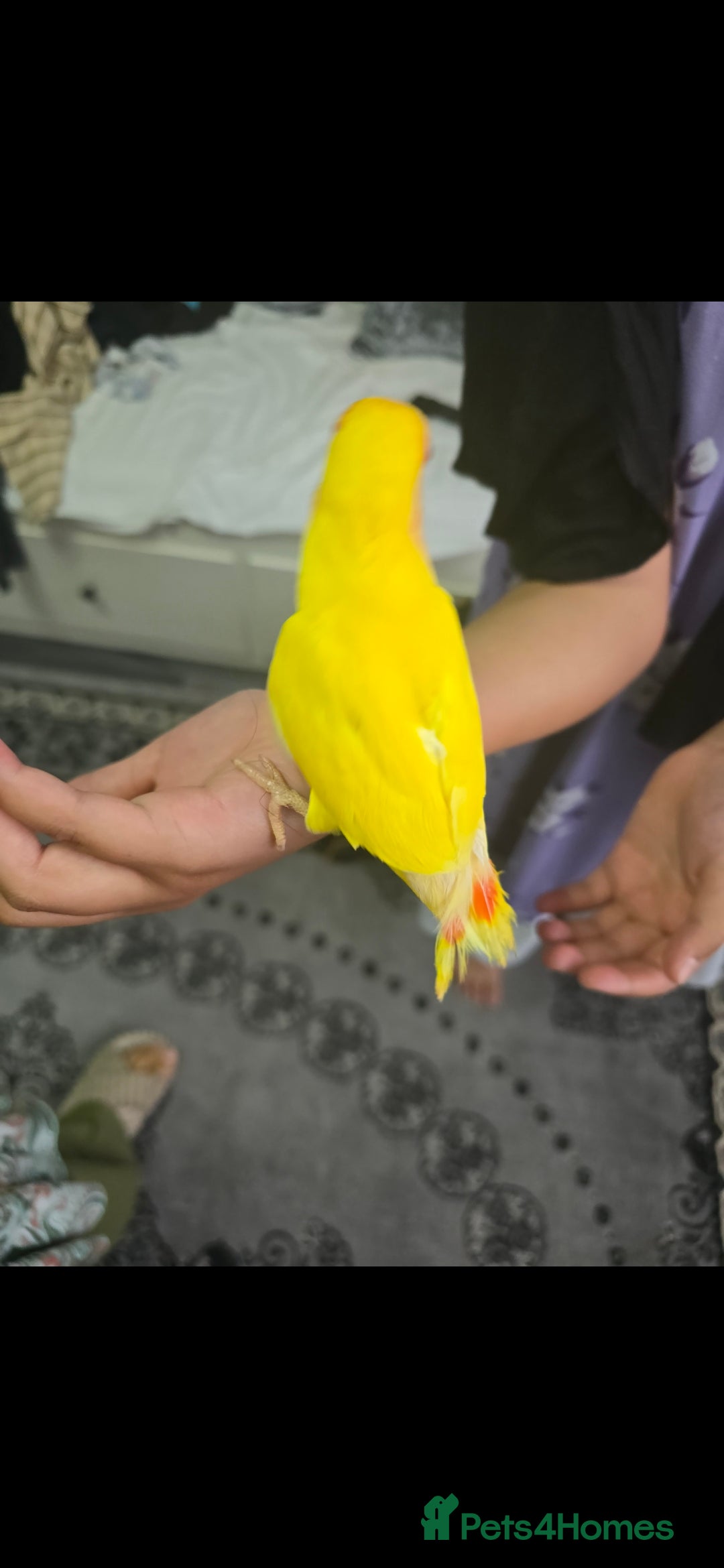 Lovebirds birds Baby lovebird  - Advert 21