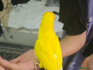 Lovebirds birds Baby lovebird - Advert 15