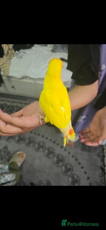 Lovebirds birds - Advert 11