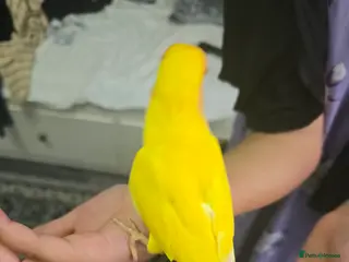 Lovebirds birds Baby lovebird - Advert 6