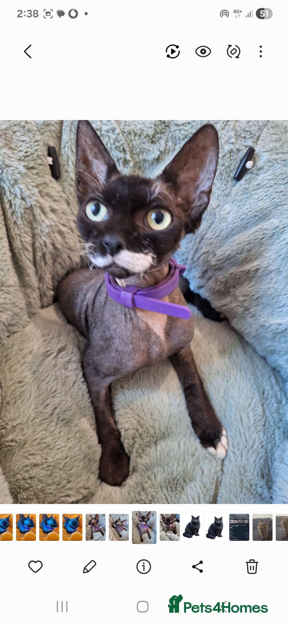 Sphynx cats Sphynx - Advert 13