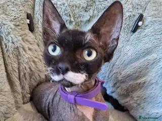 Sphynx cats Sphynx - Advert 13