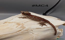 Gecko reptiles for sale: Red & Orange Stripe Gargoyle Gecko CB24  - Image 2