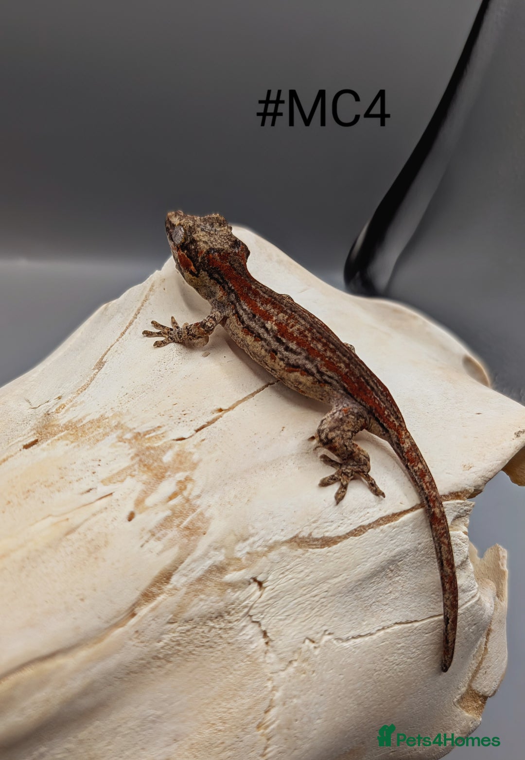 Gecko reptiles for sale: Red & Orange Stripe Gargoyle Gecko CB24  - Image 2