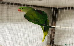 Parrots birds for sale: Alexandrine parrots for sale. - Image 5