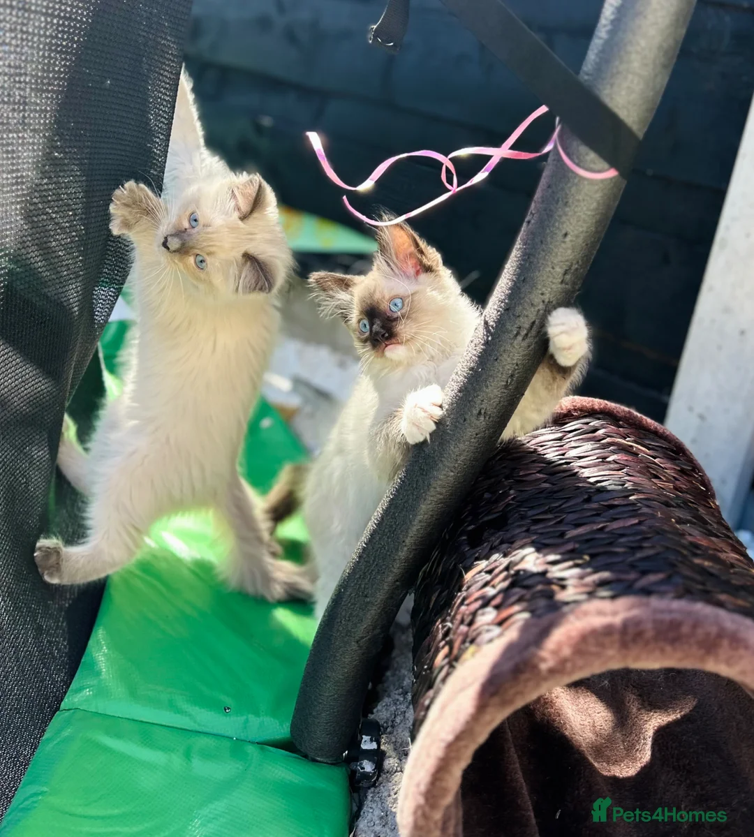 Ragdoll cats for sale: Ragdoll kittens  - Advert 1