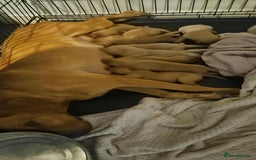 Labrador Retriever dogs for sale: Fox red kc labrador puppies - Image 9