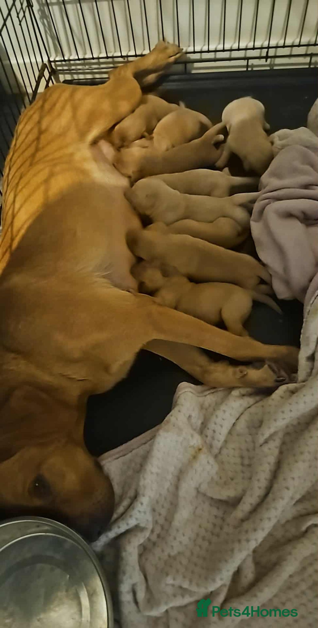 Labrador Retriever dogs for sale: Fox red kc labrador puppies - Image 9