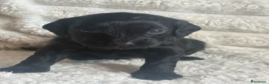 Cockapoo 7