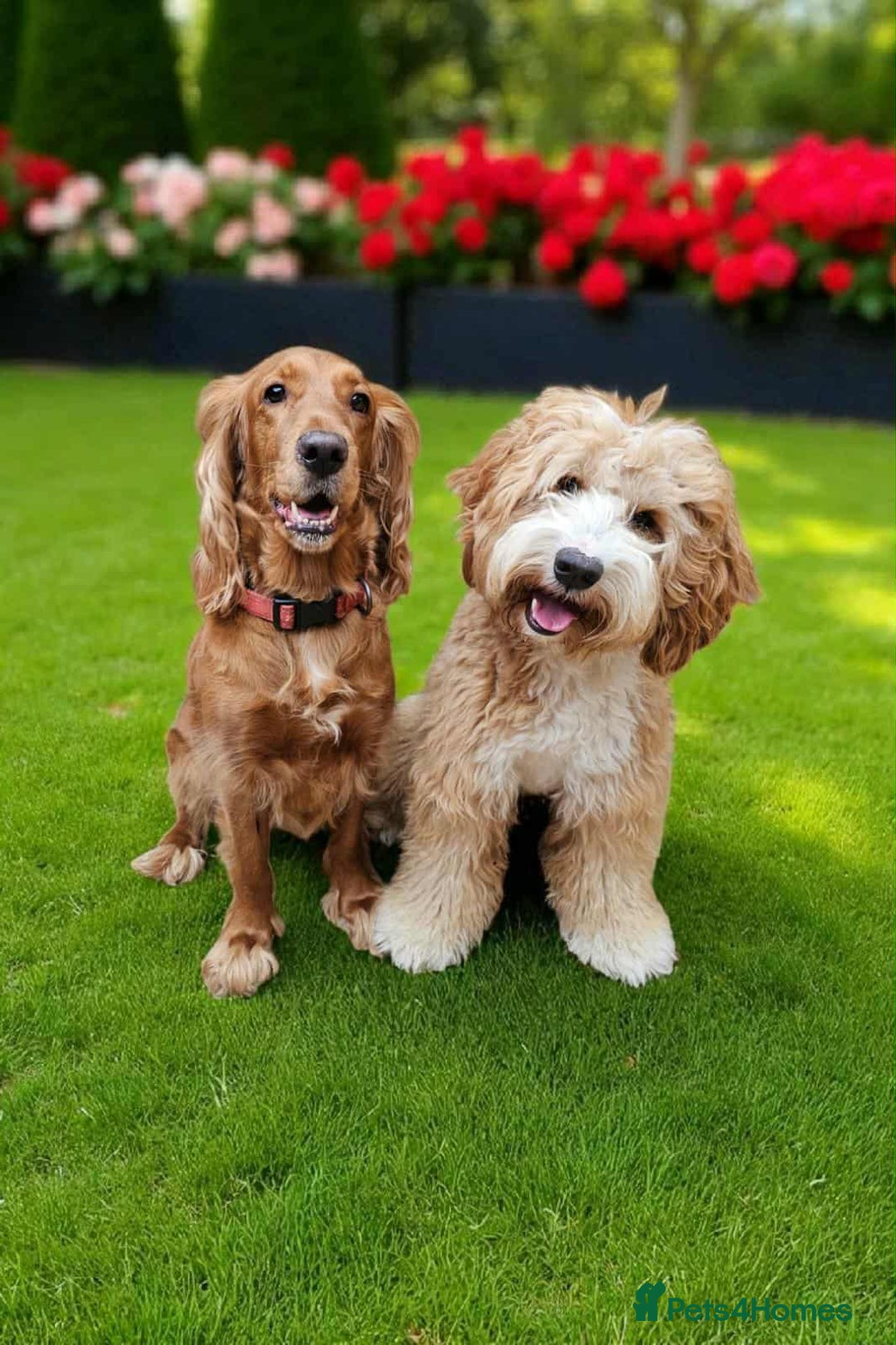 Mixed Breed dogs for sale: Australian Labradoodle puppies - Advert 11