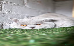 British Shorthair cats for sale:  lilac male British shorthair  - Image 1