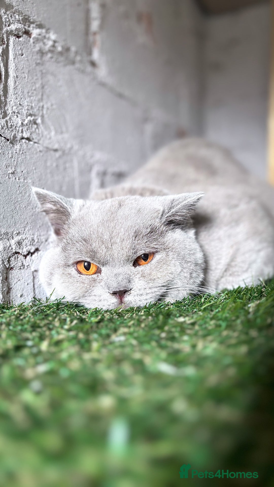 British Shorthair cats for sale:  lilac male British shorthair  - Image 1