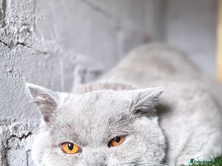 British Shorthair cats - Advert 24