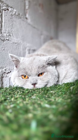British Shorthair cats - Advert 14