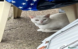 Mixed Breed cats for sale: Stunning white khao manee / British long hair  - Image 2